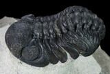 Nice, Austerops Trilobite - Visible Eye Facets #165914-5